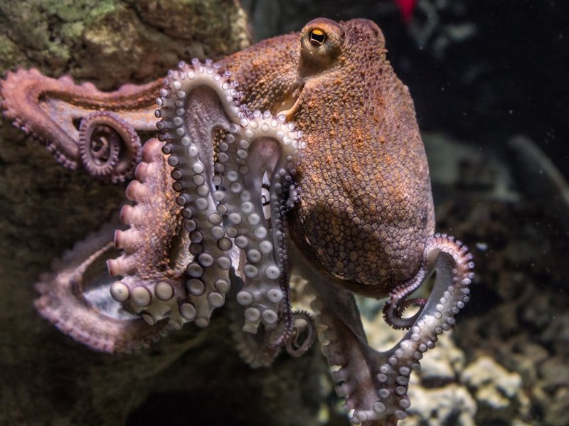 Un pulpo naranja mostrando un ojo y los tentáculos extendidos