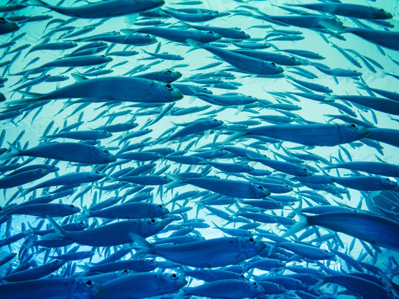 Un banc de poissons qui nagent