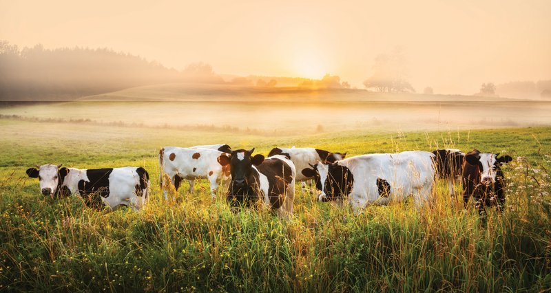 Alcune mucche pascolano in un campo erboso